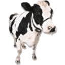 Dairy Farming